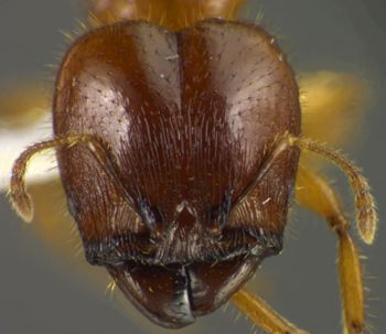 Media type: image;   Entomology 34154 Aspect: head frontal view